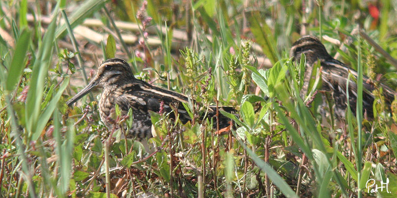 Common Snipe, Behaviour