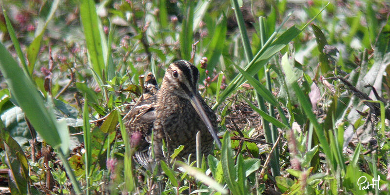 Common Snipe, Behaviour