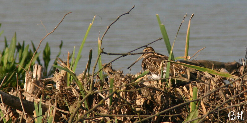 Common Snipe, Behaviour