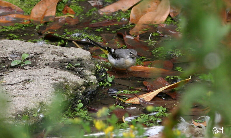 Bergeronnette des ruisseaux femelle, identification