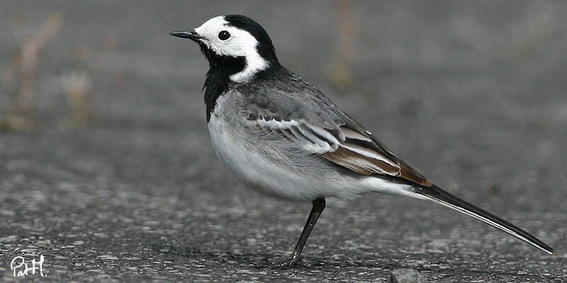 White Wagtail, identification