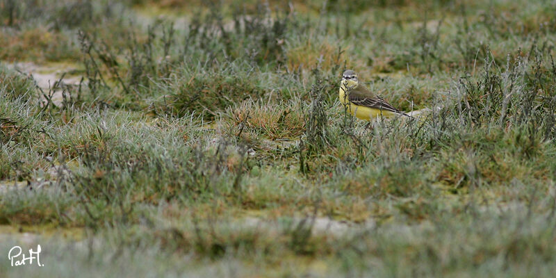 Western Yellow Wagtail, identification