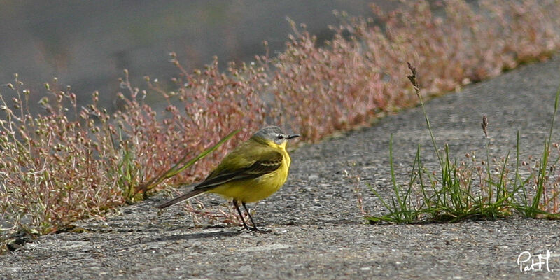 Western Yellow Wagtailadult, identification