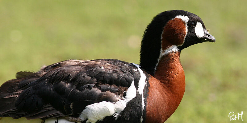 Red-breasted Gooseadult, identification, Behaviour