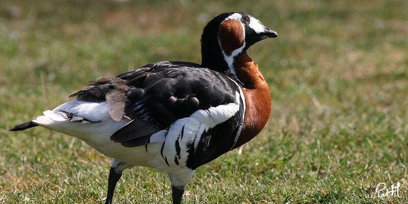 Red-breasted Goose, identification, Behaviour