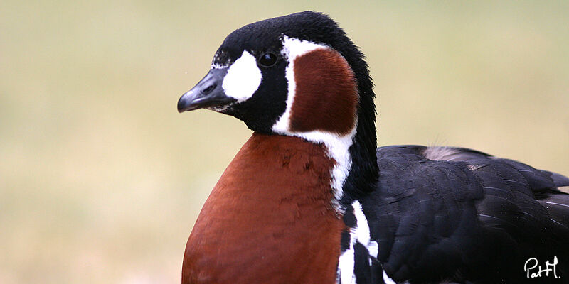 Red-breasted Goose, Behaviour