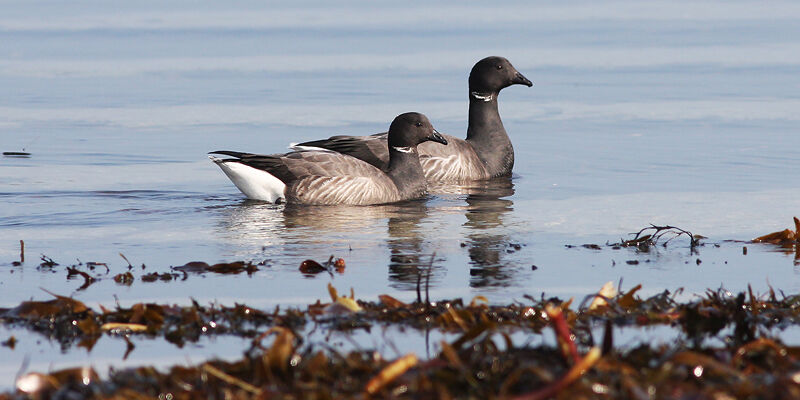 Brant Goose