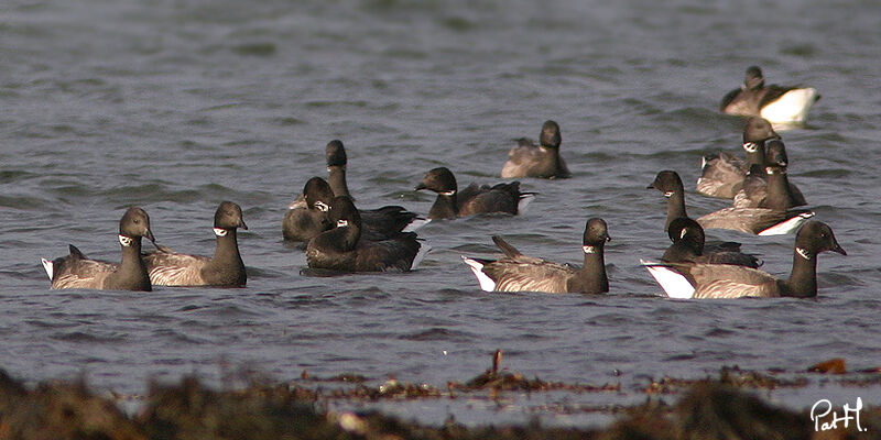 Brant Goose, identification, feeding habits, Behaviour