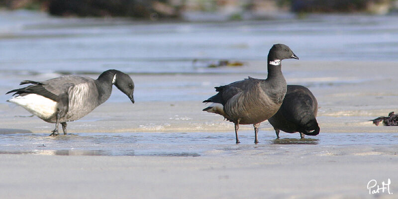 Brant Goose, identification, feeding habits, Behaviour