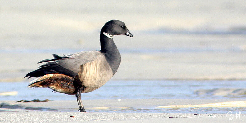 Brant Goose, Behaviour