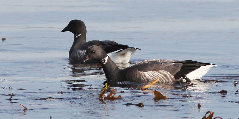 Brant Goose