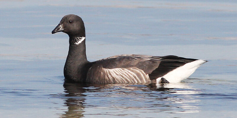 Brant Goose