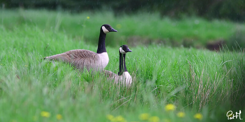 Canada Goose, identification