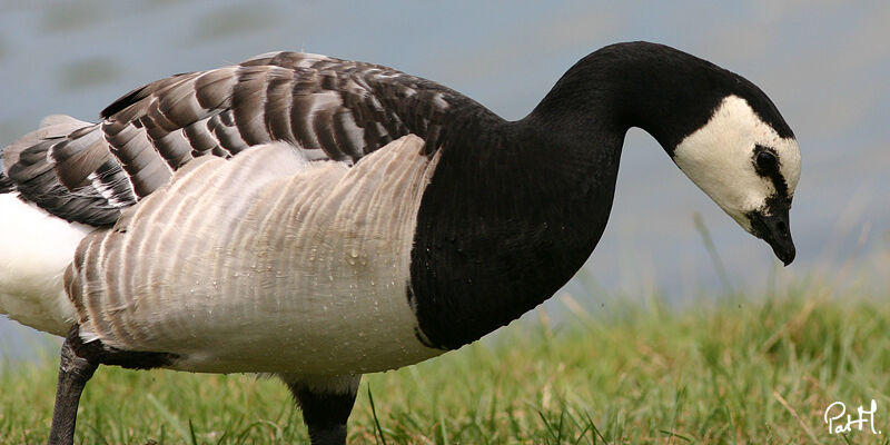 Barnacle Gooseadult, identification