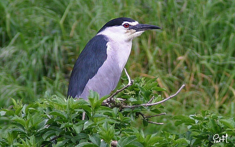 Black-crowned Night Heronadult, identification, Behaviour