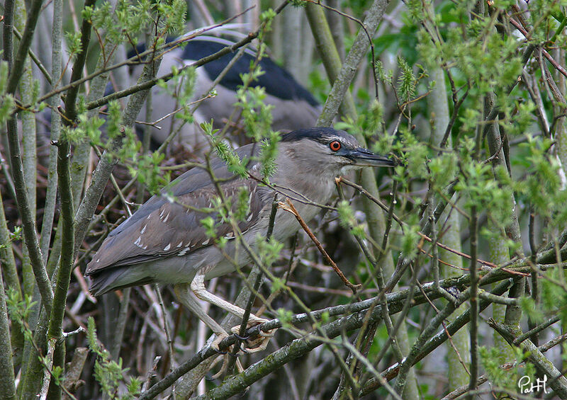 Bihoreau grisjuvénile, identification