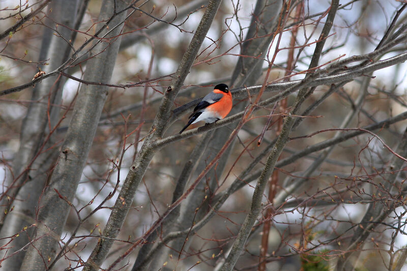 Eurasian Bullfinch male