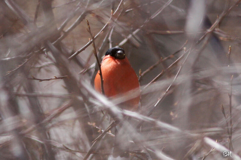 Eurasian Bullfinch