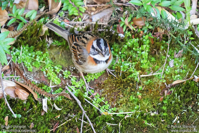 Rufous-collared Sparrow male adult, identification