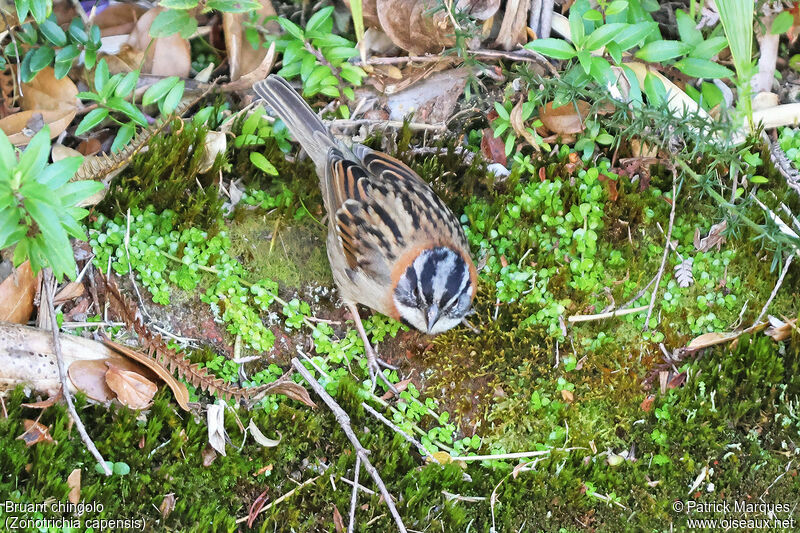 Bruant chingolo mâle adulte, identification