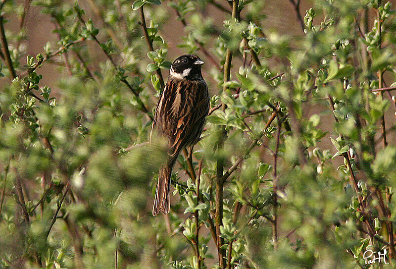 Common Reed Bunting male adult breeding, identification