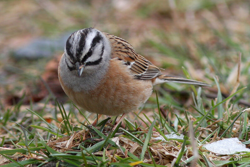 Rock Bunting