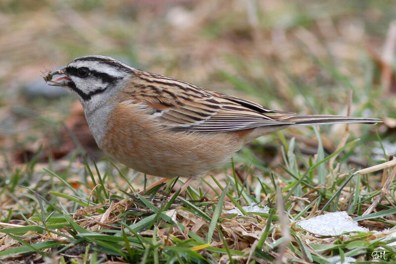 Rock Bunting