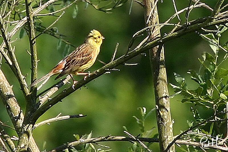 Yellowhammer