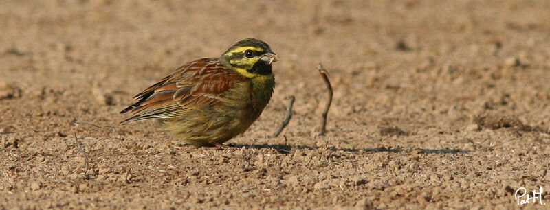 Cirl Bunting male adult breeding, identification, feeding habits