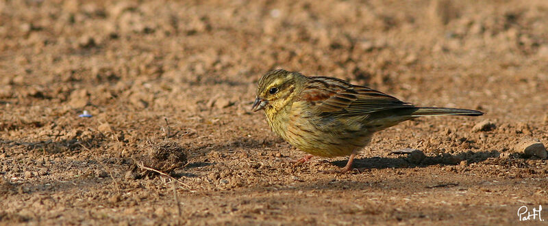 Cirl Bunting female adult breeding, identification, feeding habits