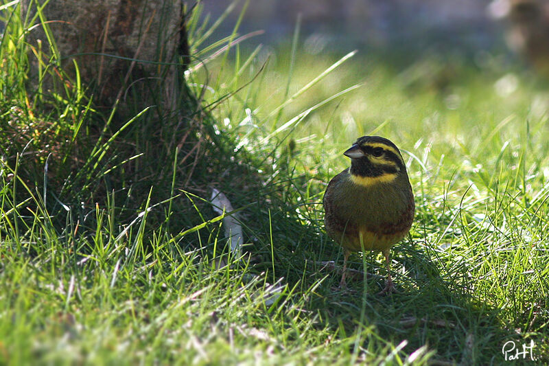 Cirl Bunting male adult, identification