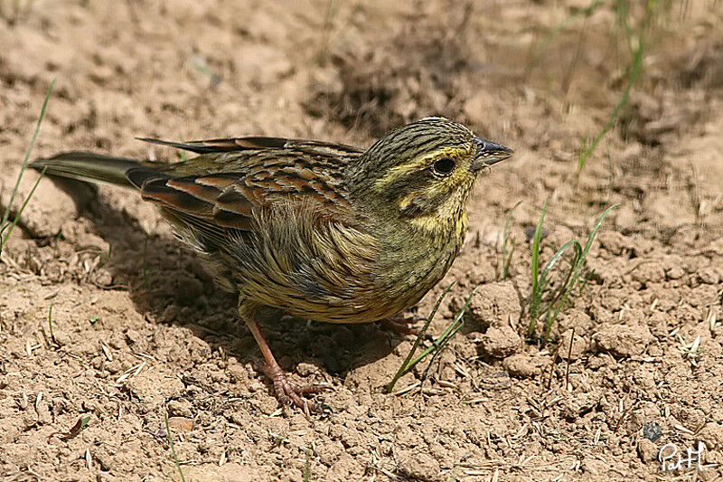 Cirl Bunting female, identification, feeding habits, Behaviour