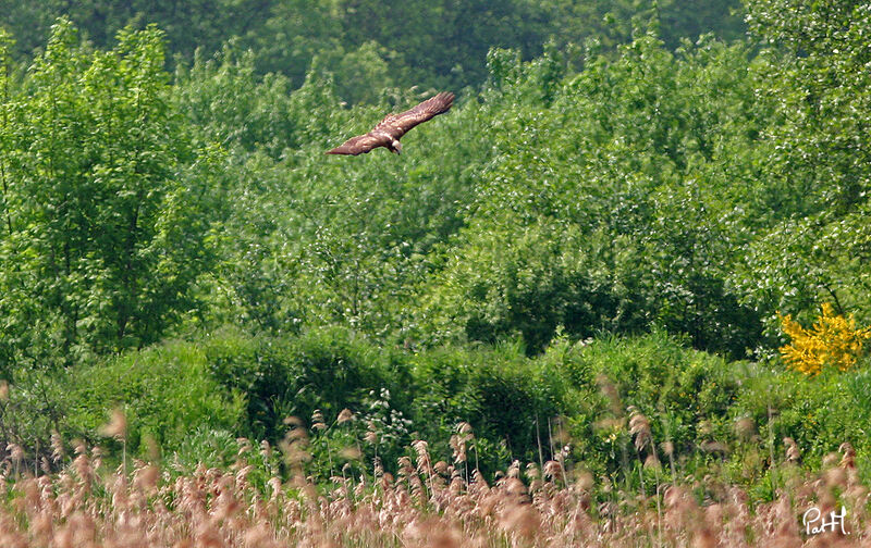 Western Marsh Harrieradult, Flight