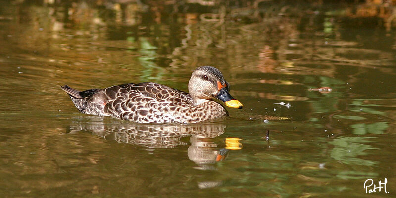 Indian Spot-billed Duck male adult, identification