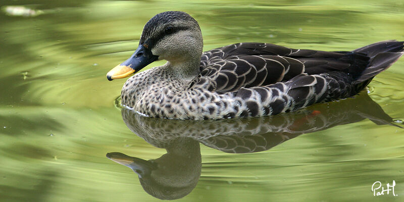 Indian Spot-billed Duck male adult, identification