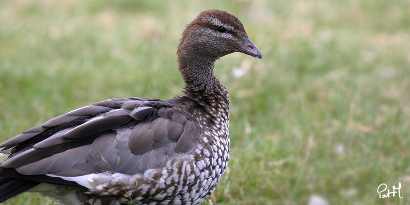 Maned Duck female adult, identification