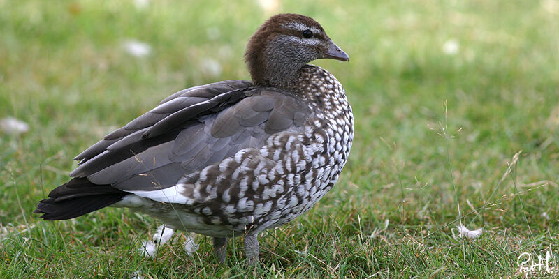 Canard à crinière femelle adulte, identification