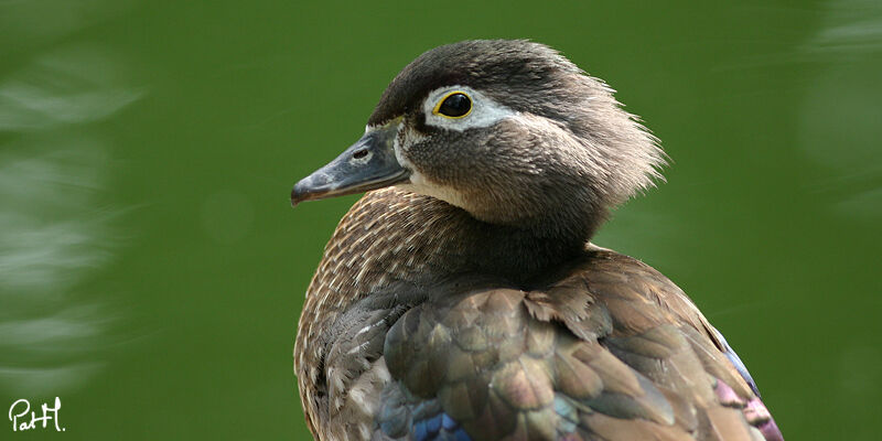 Canard carolin mâle, identification