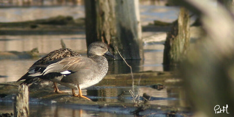 Gadwall adult, identification