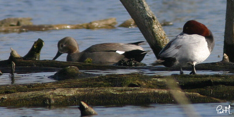 Gadwall male adult, identification, feeding habits, Behaviour