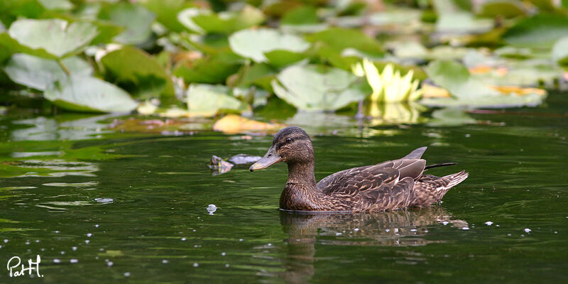 Mallard female adult, identification