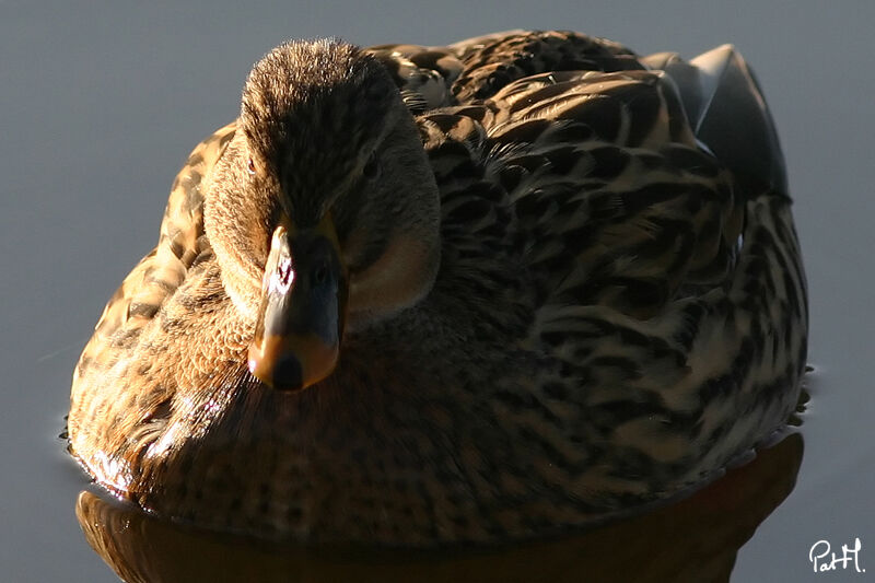 Canard colvert femelle adulte, identification