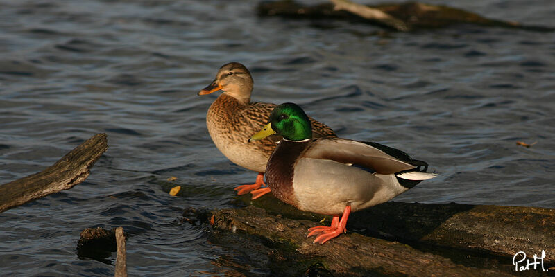 Canard colvert adulte, identification