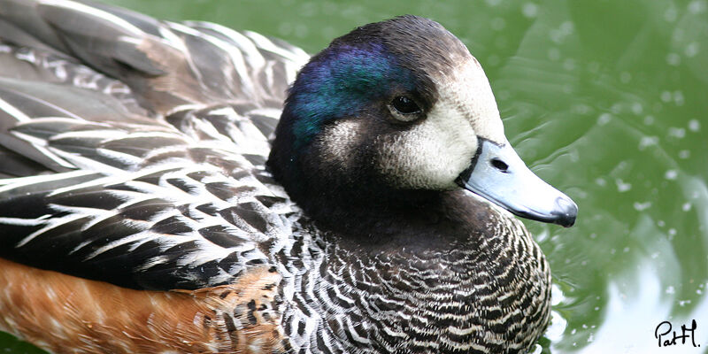 Canard de Chiloé mâle adulte, identification