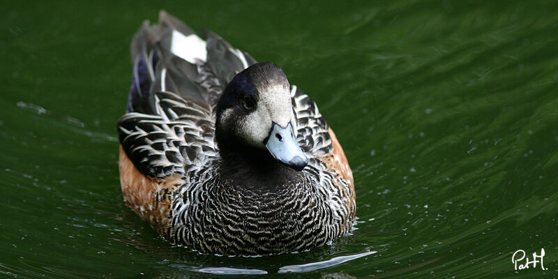 Canard de Chiloé mâle adulte, identification