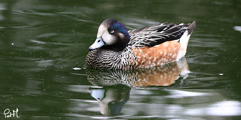 Chiloe Wigeon, identification