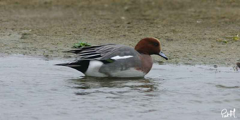 Eurasian Wigeon male adult, identification