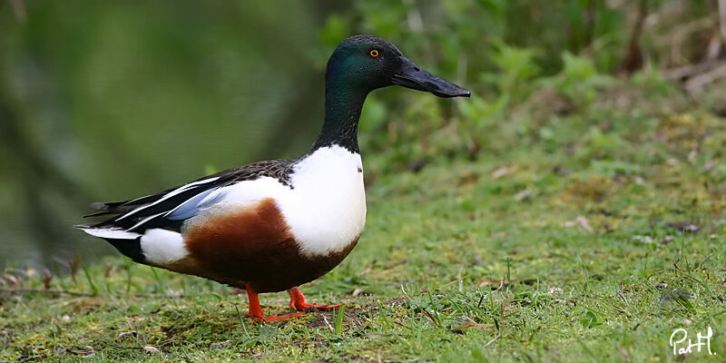 Canard souchetadulte, identification