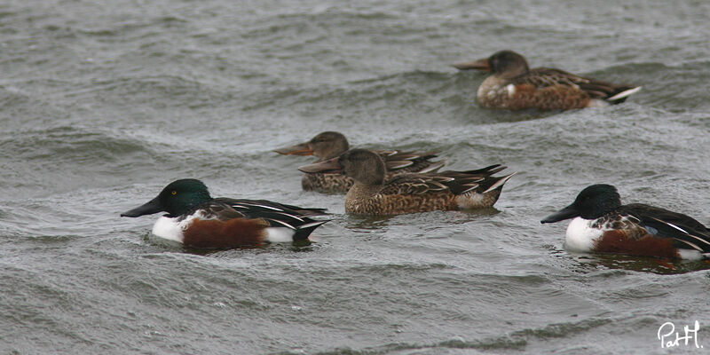 Canard souchet adulte, Comportement