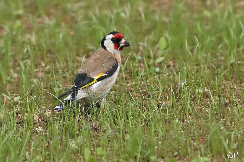 Chardonneret élégant, identification, Comportement